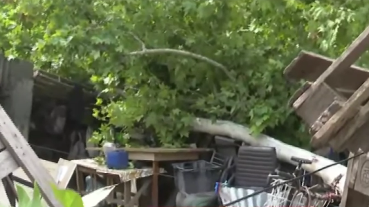 Un hombre sobrevivió tras la caída de un árbol de gran porte sobre su casa