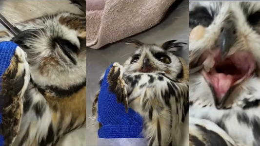 Rescataron un lechuzón en riesgo gracias al aviso de una vecina