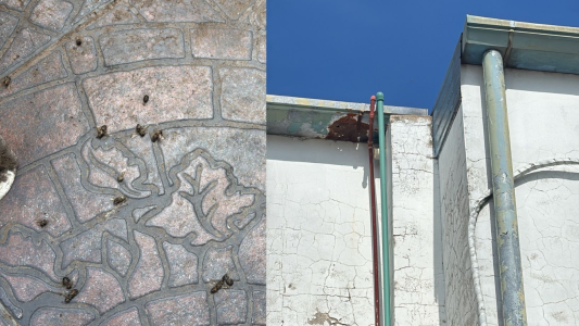 Vive con un panal de abejas en su casa y teme por su vida tras sufrir una reacción alérgica