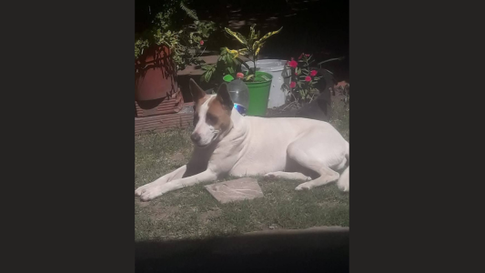 Perra perdida, la desesperada búsqueda de sus dueños