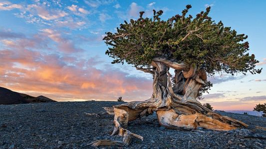 El árbol más antiguo del planeta: secretos de un ser vivo que supera los 9.500 años