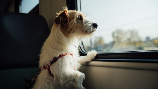 Luz verde para viajar con mascotas en el tren a Buenos Aires: cupos, requisitos y cómo sacar el pasaje