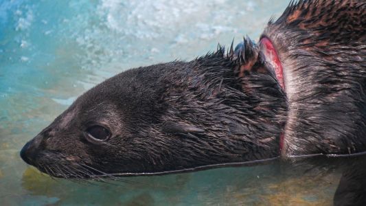 Rescataron un lobo marino tras una grave herida en el cuello