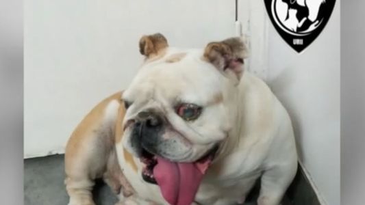 Rescataron a un bulldog inglés que llevaba más de dos meses abandonado en una casa de Andrade al 2500