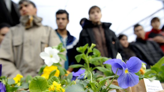 Un millón de árboles para Rosario