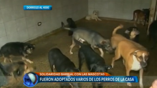 Tenía 42 perros, murió y ahora su familia los da en adopción