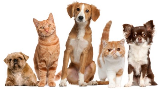 Argentina es el país más mascotero pero tiene una alarmante cantidad de perros y gatos callejeros