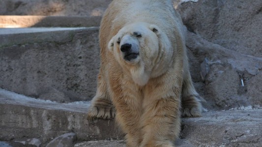 Murió Arturo, el último oso polar en cautiverio de la Argentina