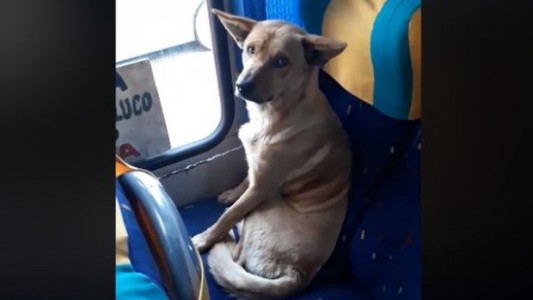 Es viral: el tierno gesto de un chofer de colectivo con un perro de la calle