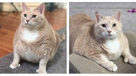 La historia de Bronson: el gato gordo que que hace dieta estricta para bajar de peso