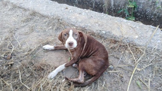 Un perro le hizo compañía toda la noche a un anciano con Alzheimer que estaba perdido
