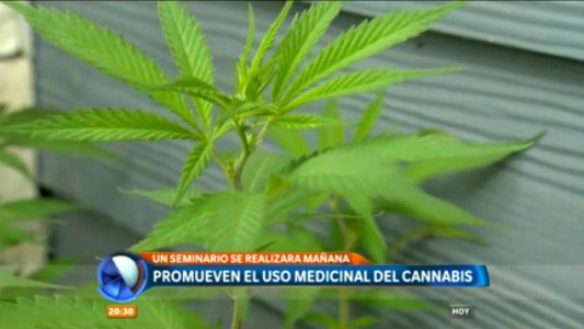 Brindarán un seminario sobre los usos medicinales del cannabis