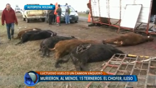 Un camión volcó en la autopista y al menos 15 terneros murieron