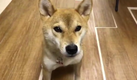 El perro que aprendió a hablar, dijo sus primeras palabras y conquistó a todos en las redes