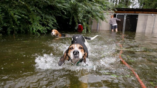 Heroico rescate: salvó a seis perros que estaban en una jaula inundada por el huracán Florence