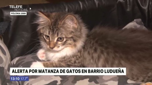 Alerta por matanza de gatos en barrio Ludueña