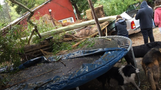 Mar del Plata: Temporal causa caída de árboles, mampostería, calles cortadas y falta de luz