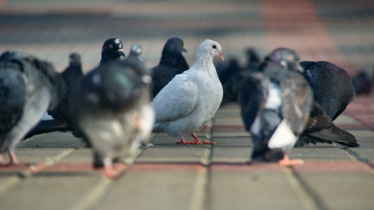 Proponen el uso de anticonceptivos para controlar la población de palomas