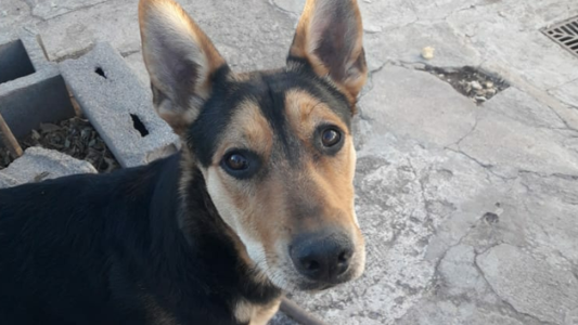 Embargan a un hombre por 300 mil pesos y lo llevan a juicio por matar a una perrita