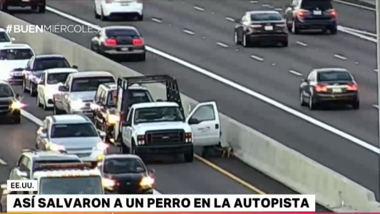 "Operativo callejero": así salvaron a un perrito perdido en una autopista de Estados Unidos
