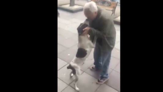 Video: el emotivo reencuentro de un perro con su dueño tras pasar tres años perdido