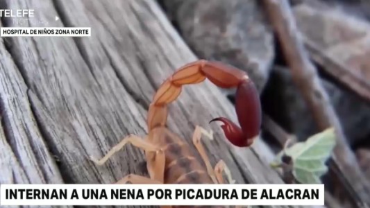 Internaron a una nena por la grave picadura de una alacrán