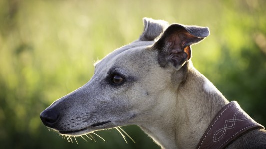 El Gobierno promulgó la ley que prohíbe las carreras de galgos