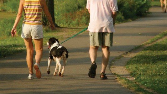 El Concejo aprobó la creación de un cementerio, crematorio y centro de adopción de animales