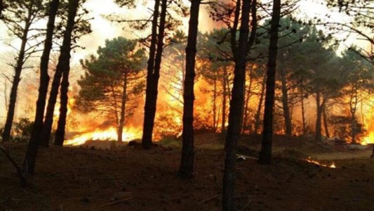 Un feroz incendio en la localidad de Valeria del Mar devoró más de 50 hectáreas de bosque