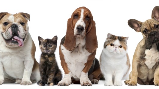 ¡A poner atención! El calor intenso también afecta a la mascotas