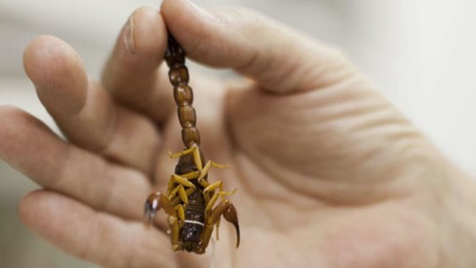 Palermo: un nene de 5 años fue picado por un alacrán y está en terapia intensiva