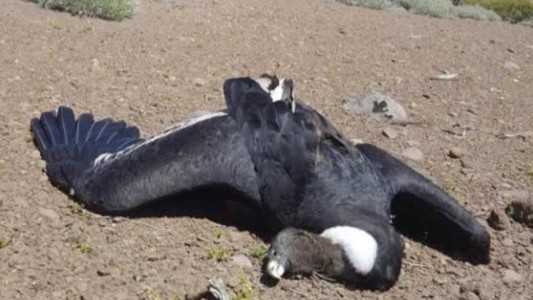 Denuncian que más de 20 cóndores andinos murieron envenenados por un agrotóxico