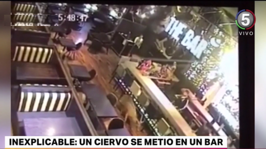 Un ciervo apareció corriendo en pleno barrio Pichincha y se metió dentro de un bar