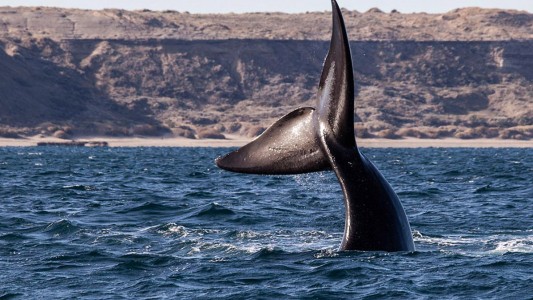 Espectáculo de la naturaleza: comienza el avistaje de las primeras orcas que llegan a la Península de Valdés