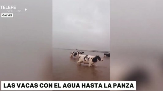 Temporal e inundaciones: un joven mostró con su celular la situación en los campos de Gálvez