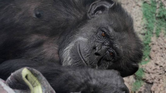 Finalmente, la chimpancé Cecilia dejó Mendoza y va rumbo a su nuevo hogar en un santuario de Brasil