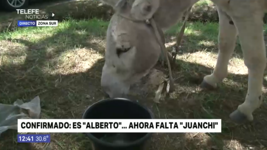 Encontraron a uno de los burros robados de la planta Cachamai
