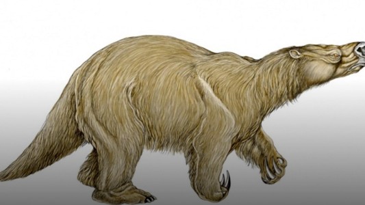 Hallaron en San Pedro restos fósiles de una especie desconocida de perezoso