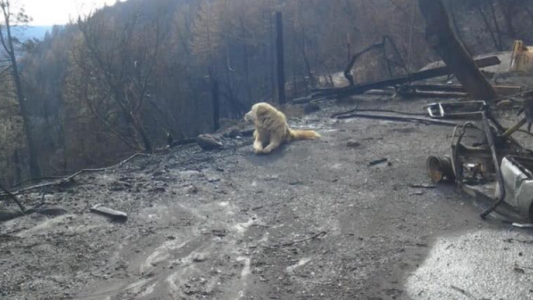 Viral triste: un perro abandonado esperó a sus dueños durante un mes en una casa quemada