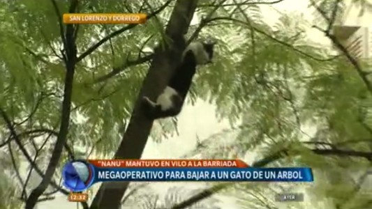 Insólito rescate de un gato en el centro rosarino