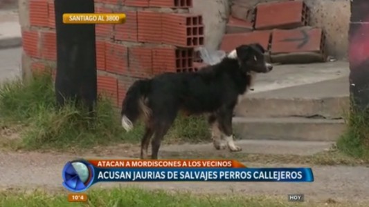 Santiago al 3800: los vecinos denuncian que hay jaurías de perros callejeros