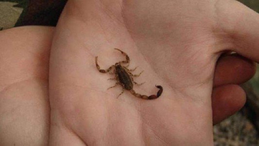 Córdoba: un niño de 4 años se encuentra grave tras ser picado por un alacrán