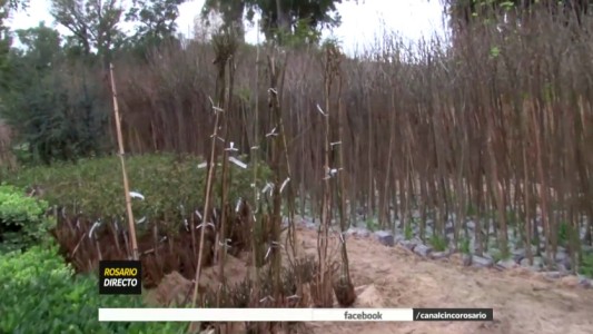 Día del Árbol: Rosario va por el millón de ejemplares plantados para el 2030