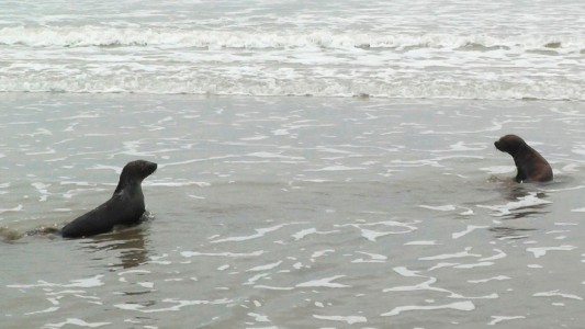 San Clemente: devuelven al mar a dos lobos marinos tras recuperarlos de cuadros de desnutrición y distintas heridas