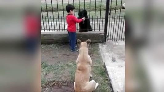 Un viral que es pura ternura: comparte la comida de su perro con otro de la calle