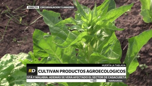 Huerta La Tablada: verduras cien por ciento libres de agroquímicos y al alcance de los rosarinos