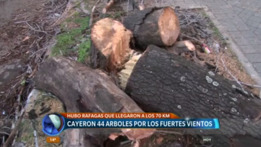 Temporal en Rosario: se registraron 44 árboles caídos debido a los fuertes vientos