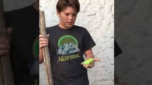 "Adiós Chimuelo": el video del fallido funeral de un pajarito que explota en las redes