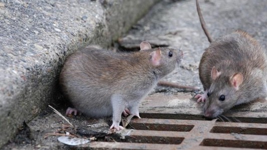 El Instituto Malbrán probará una pastilla que acelera la recuperación de pacientes con hantavirus