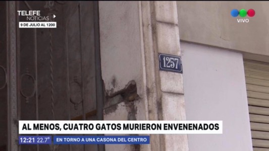 Denuncian evenenamiento de gatos en 9 de julio al 1200